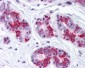 BAG5 Antibody